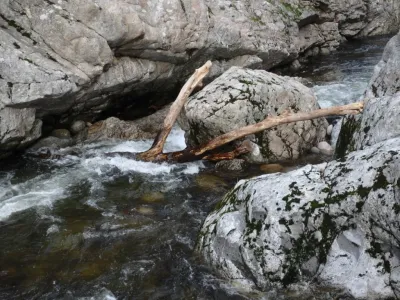 L'arbre qui barre le passage